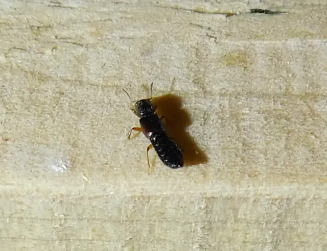 Bledius Bledius