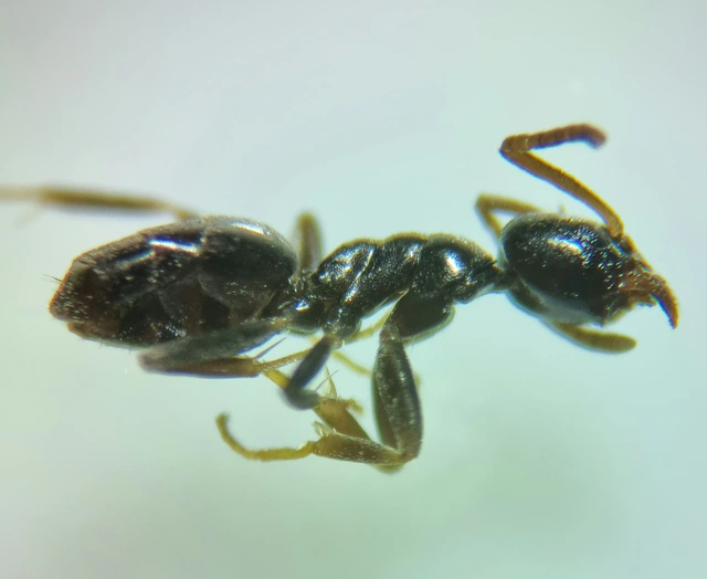 Tapinoma subboreale - ligeti kóborhangya