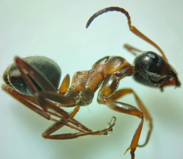 Formica cunicularia - gyakori rabszolgahangya