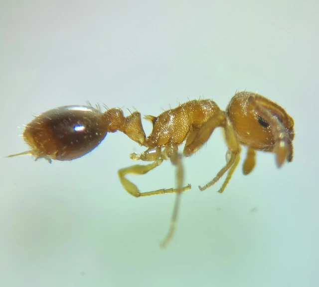 Temnothorax parvulus - apró kéreghangya