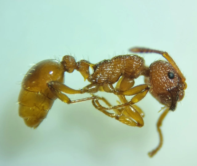 Myrmica sabuleti - gyakori bütyköshangya