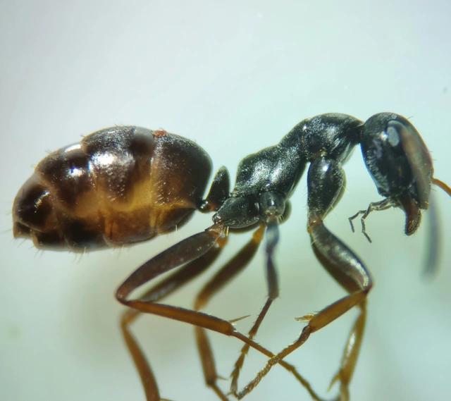 Formica fusca - kormos rabszolgahangya