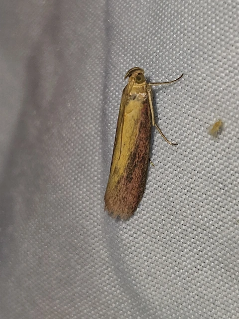 Oncocera semirubella - lucernamoly