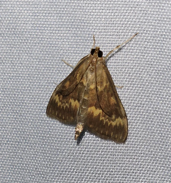 Ostrinia nubilalis - kukoricamoly