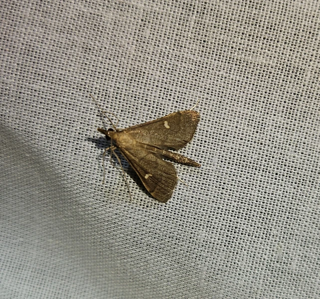 Dolicharthria punctalis - hosszúlábú tűzmoly