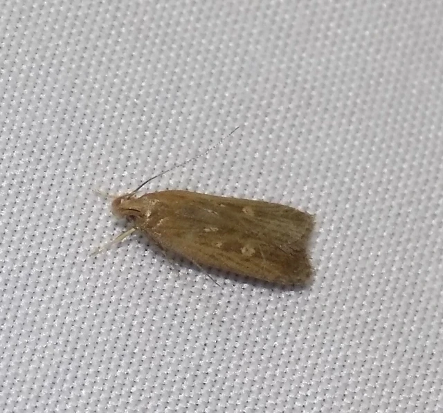 Helcystogramma