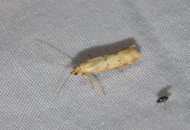 Homoeosoma sinuella - agyagsárga karcsúmoly