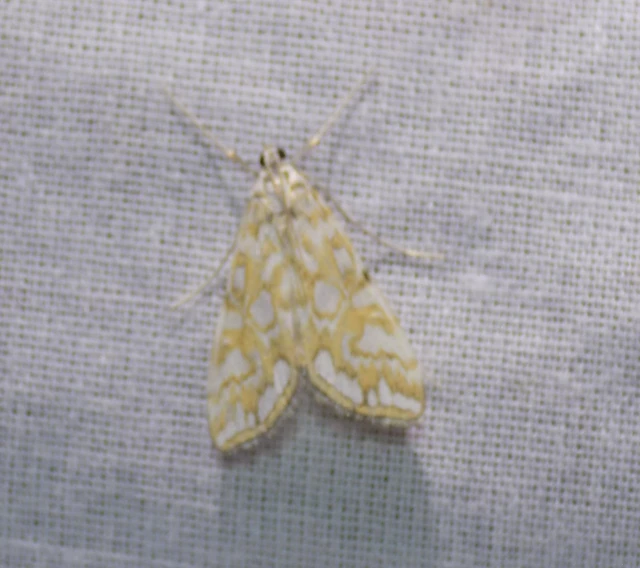 Elophila nymphaeata - tarka vízimoly