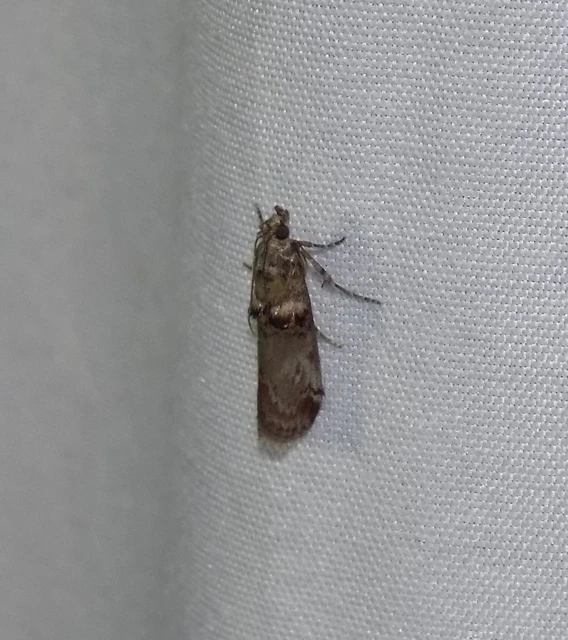 Trachonitis cristella - bokorrágó karcsúmoly
