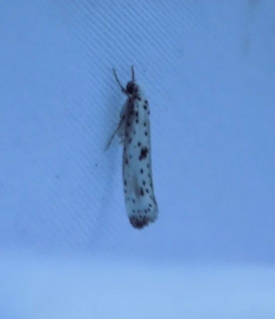 Yponomeuta plumbella - pókhálós bengemoly