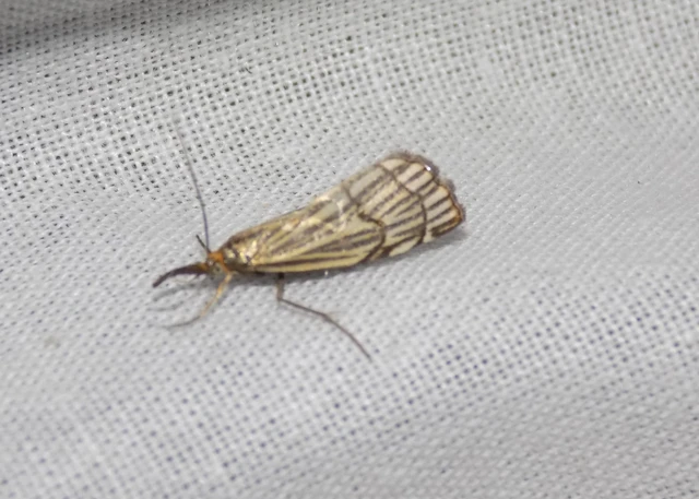Chrysocramboides craterella - rácsos fűgyökérmoly