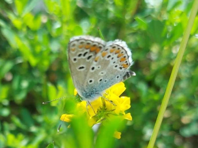 Aricia artaxerxes issekutzi - bükki szerecsenboglárka