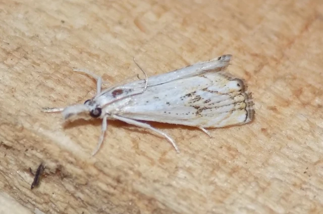 Catoptria falsella - hálós fűgyökérmoly