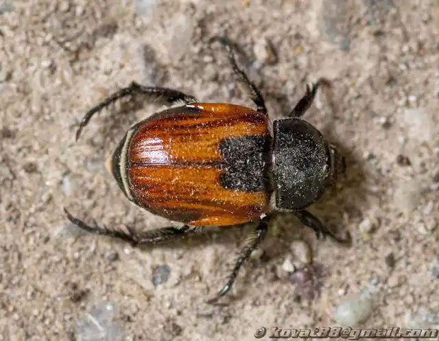 Anisoplia austriaca - osztrák szipoly