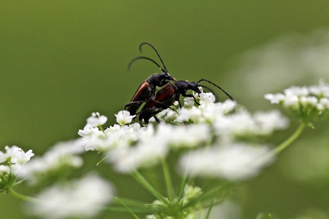 Stenurella melanura - feketevégű karcsúcincér