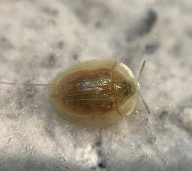 Cassida subreticulata - aranyfényű pajzsbogár Cassida subreticulata - aranyfényű pajzsbogár