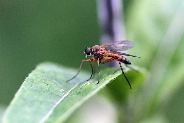 Diptera - Kétszárnyúak