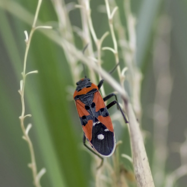 Lygaeus equestris/simulans