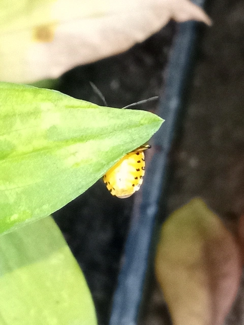 Eurydema ventralis - káposztapoloska