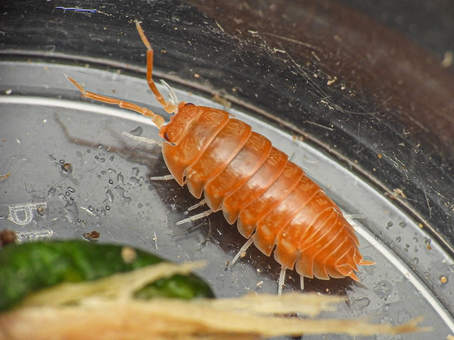Cylisticus convexus - álgömbászka