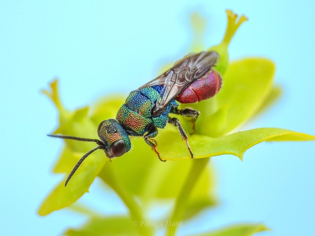 Hedychridium caputaureum