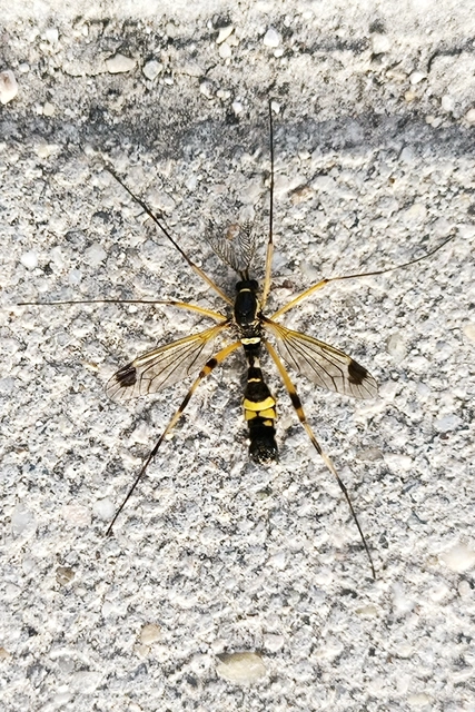 Ctenophora