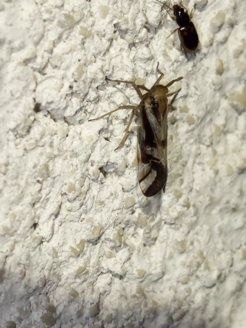 Delphax crassicornis
