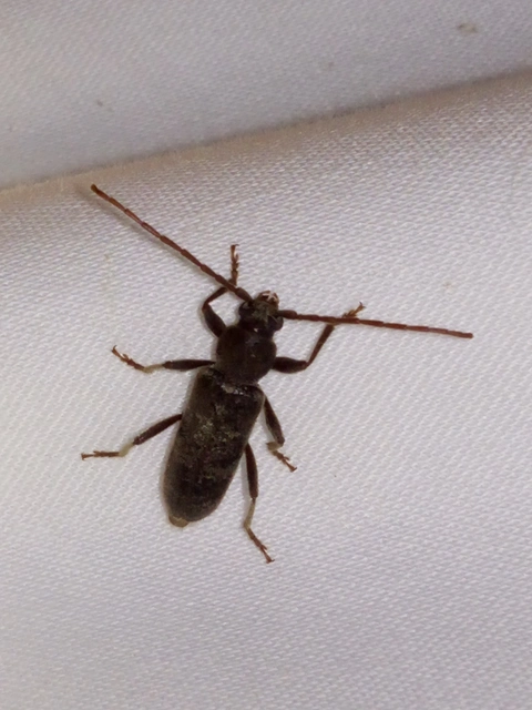 Trichoferus campestris - szállóvendég éjicincér