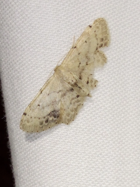 Idaea dimidiata - gyakori apróaraszoló