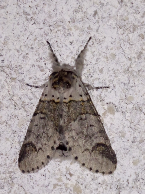 Furcula furcula - szürke púposszövő