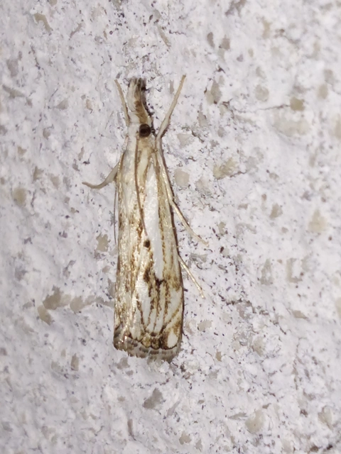 Catoptria falsella - hálós fűgyökérmoly