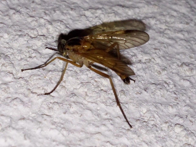 Rhagio