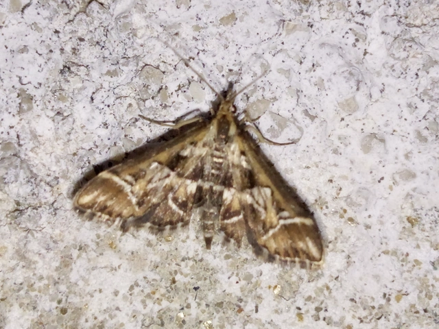 Diasemia reticularis - betűmintás tűzmoly
