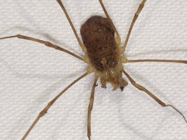 Opiliones - Kaszáspókok
