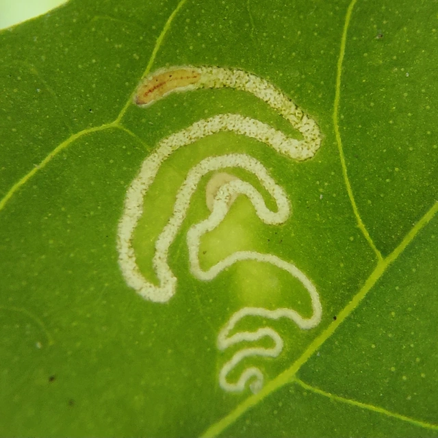 Chrysoesthia drurella - labodarágó sarlósmoly