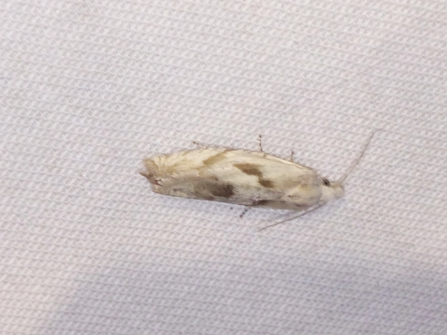 Eucosma metzneriana - ürömgyökér-tükrösmoly
