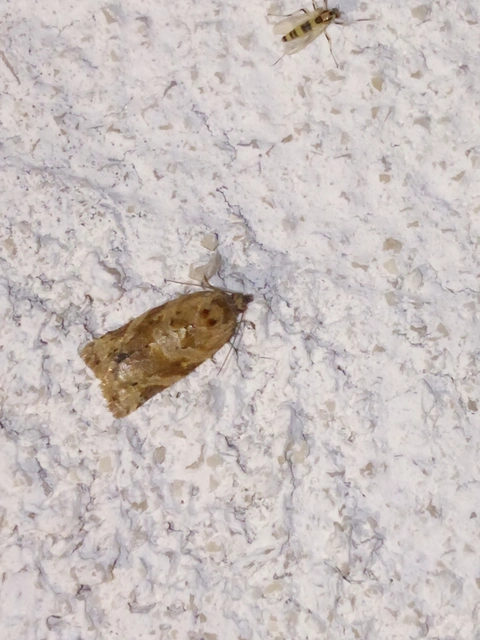 Argyrotaenia ljungiana - ékes sodrómoly