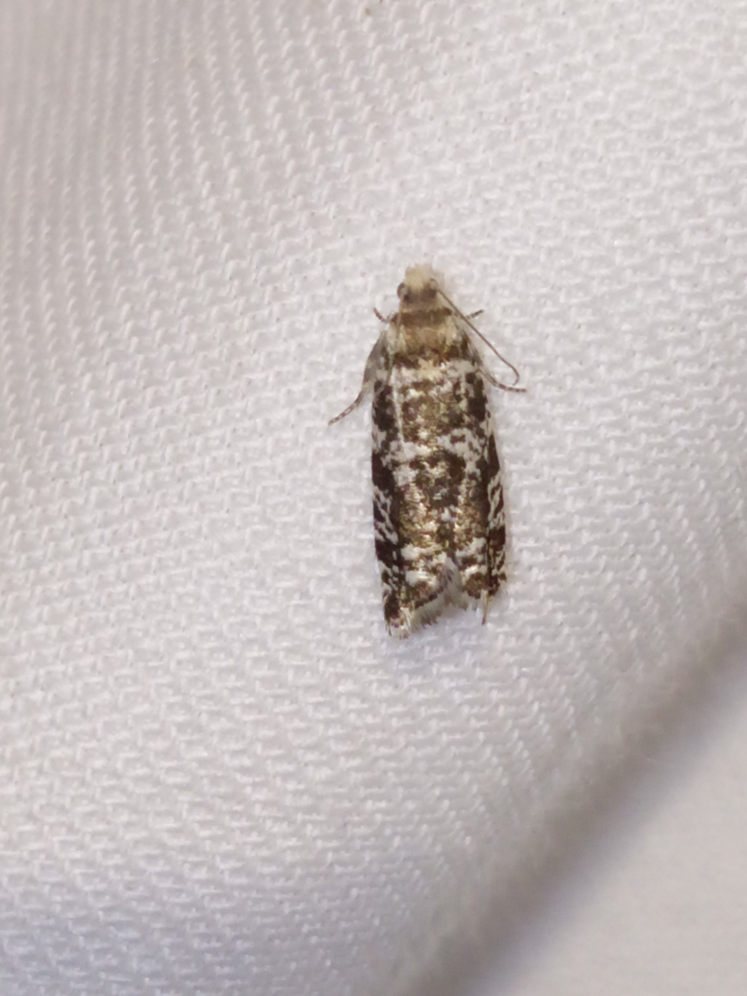 Epinotia tedella - fenyő-tükrösmoly