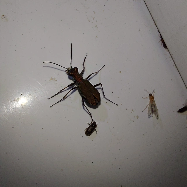 Cylindera germanica - parlagi homokfutrinka