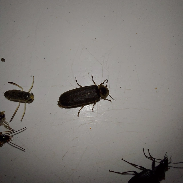 Lampyris noctiluca - nagy szentjánosbogár