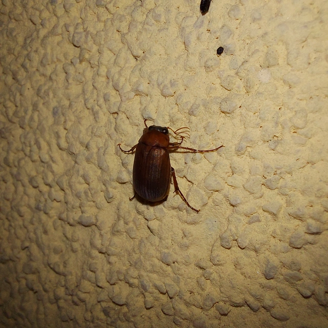 Serica brunnea - homoki kiscserebogár