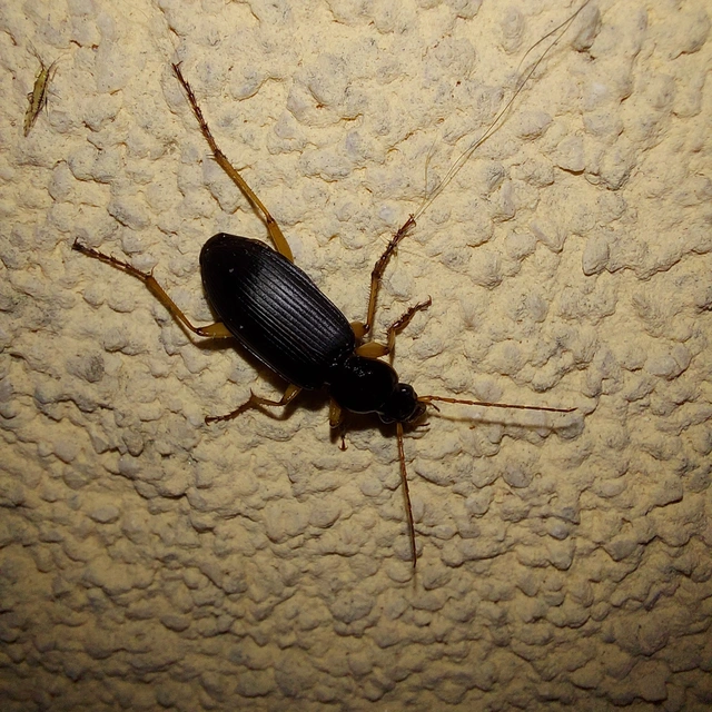 Dolichus halensis - hantfutó