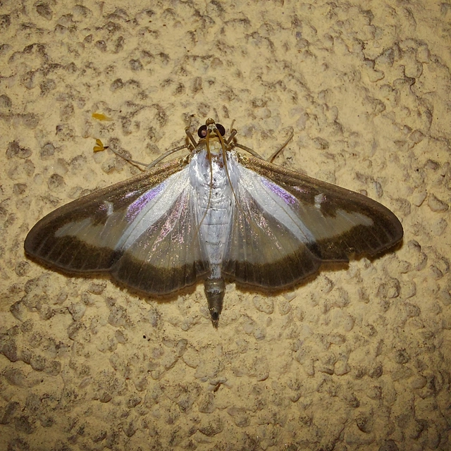 Cydalima perspectalis - puszpáng-tűzmoly