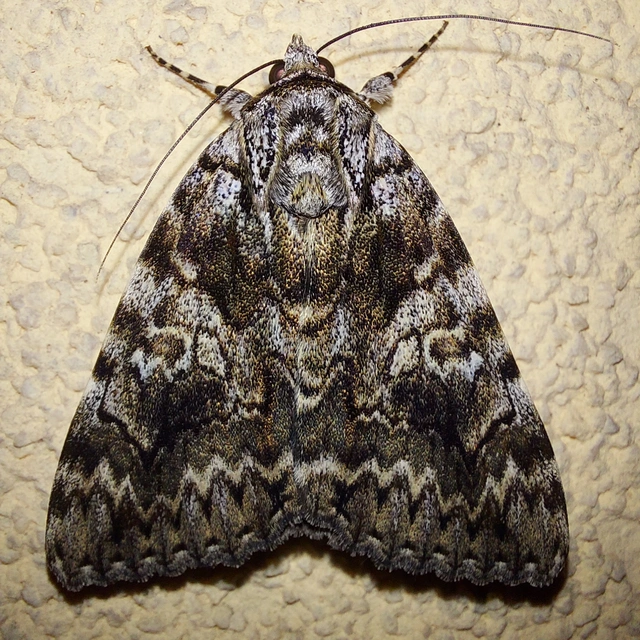 Catocala promissa - kis tölgyfa-övesbagoly
