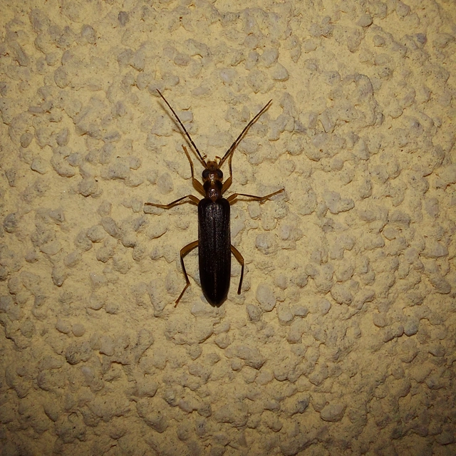 Nacerdes carniolica - karnóliai álcincér