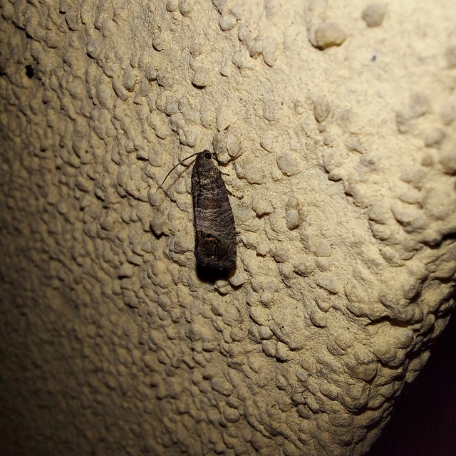 Cydia pomonella - almamoly