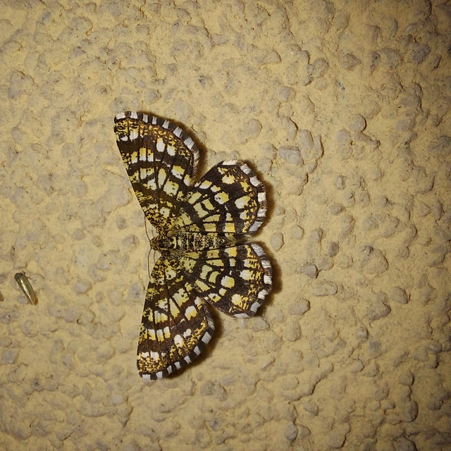 Chiasmia clathrata - rácsos rétiaraszoló