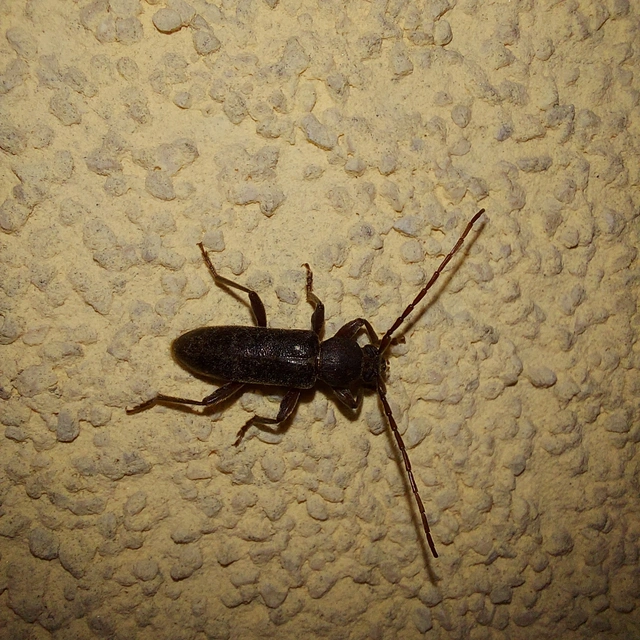 Trichoferus campestris - szállóvendég éjicincér