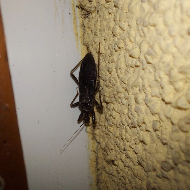 Reduvius personatus - szemetes zugpoloska