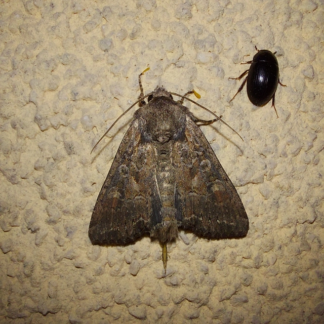 Lacanobia amurensis - homoki kertibagoly